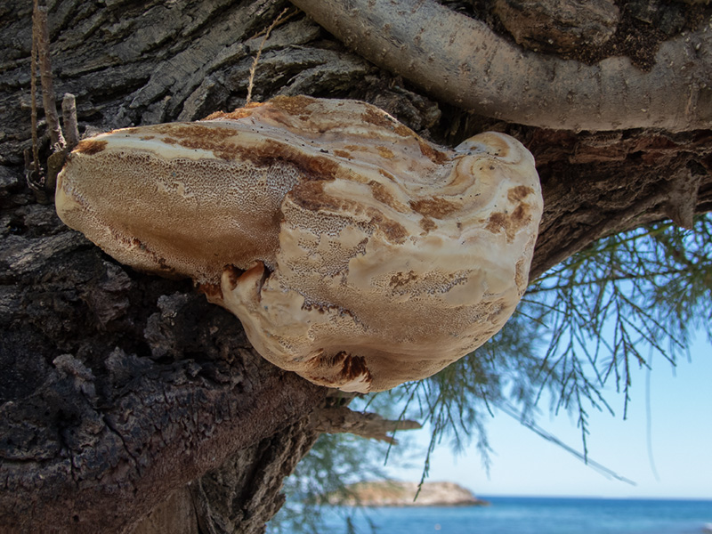 Inonotus tamaricis